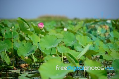 Lotus Flowers Stock Photo