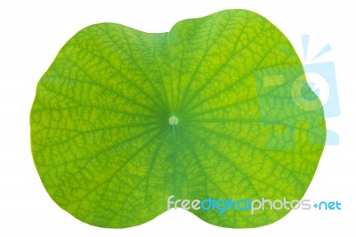 Lotus Leaf On Isolated White In Close Up For Background, Texture… Stock Photo