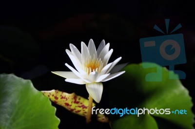 Lotus Or Water Lily Black Background From Thailand Stock Photo