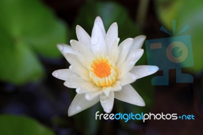 Lotus Or Water Lily From Thailand Stock Photo