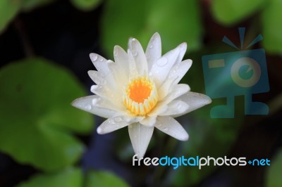 Lotus Or Water Lily From Thailand Stock Photo