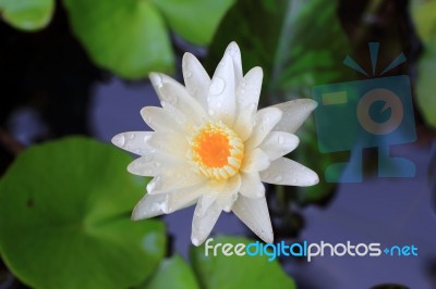 Lotus Or Water Lily From Thailand Stock Photo
