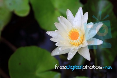 Lotus Or Water Lily From Thailand Stock Photo