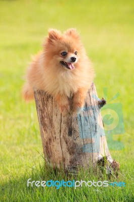 Lovely And Funny Relaxing Emotion Of Pomeranian Puppy Dog Lying Stock Photo