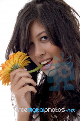 Lovely Female With Gerbera Stock Photo