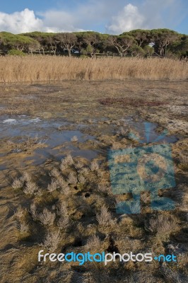 Low Tide Marshland Stock Photo