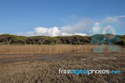 Low Tide Marshland Stock Photo