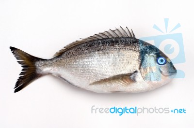 Luck Fish Stock Photo