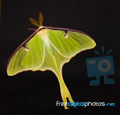 Luna Moth Stock Photo