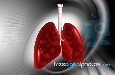 Lungs Stock Image