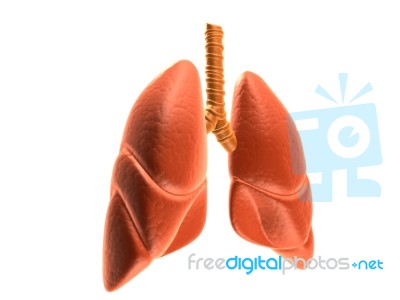 Lungs Stock Image