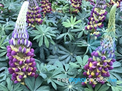 Lupines Flowers In The Garden Stock Photo