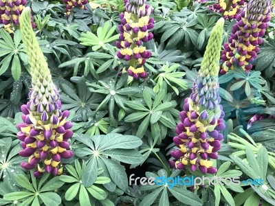 Lupines Flowers In The Garden Stock Photo