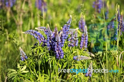 Lupinus, Lupin, Lupine Field With Blue Flowers Stock Photo