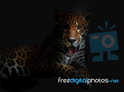 Lying Leopard Stock Photo