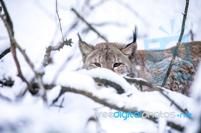 Lynx Lurking In A Winter Forest Stock Photo