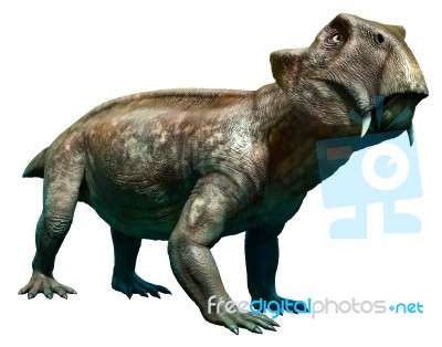 Lystrosaurus Stock Image