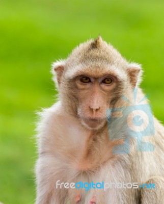 Macaque Mongkey Closeup Stock Photo