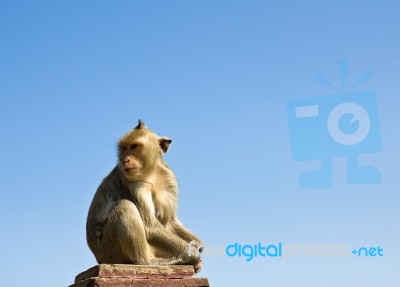 Macaque Monkey Stock Photo