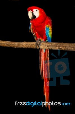 Macaw Stock Photo