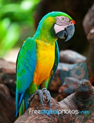Macaw Bird Stock Photo