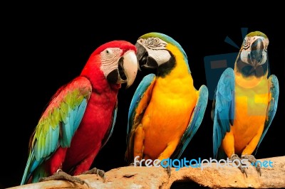 Macaws Stock Photo