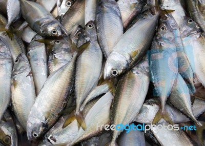 Mackerel Background Stock Photo Mackerel Background Stock Photo