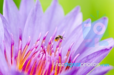 Macro Insect And Pollen Of Purple Lotus ( Nymphaea Nouchali ) Stock Photo