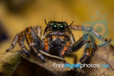 Macro Of Jumping Spider On Dry Leaf Stock Photo