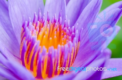 Macro Pollen Of Purple Lotus ( Nymphaea Nouchali ) Stock Photo