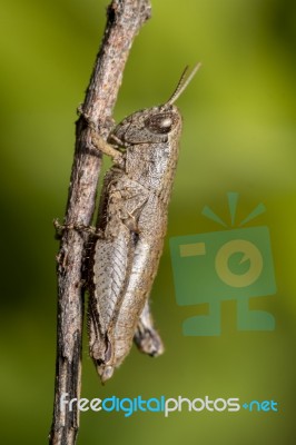 Macro Shot Of A Brown Grasshopper Insect Stock Photo