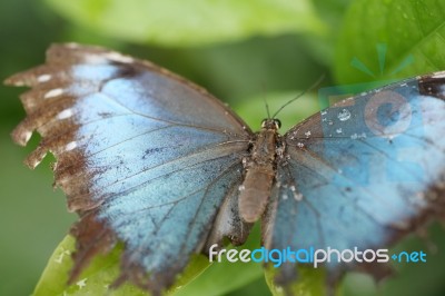 Macro Shot Of  Blue Morpho Butterfly Perched On A Leaf.  Focus O… Stock Photo