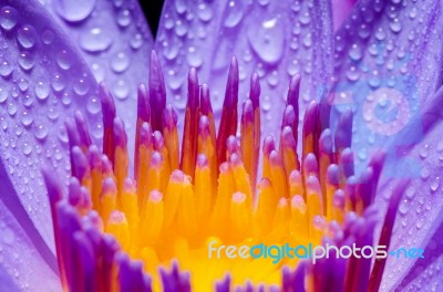 Macro Yellow Carpel Of Purple Lotus Flower Stock Photo