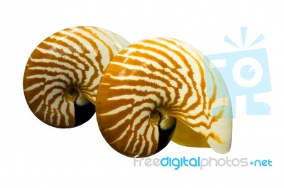 Macromphalus Shellfish Stock Photo