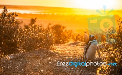 Magellanic Penguins, Early Morning At Punto Tombo, Patagonia, Ar… Stock Photo