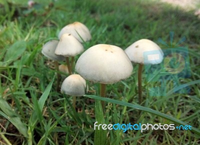 Magic Mushroom Stock Photo
