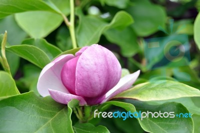 Magnolia Blossom Stock Photo