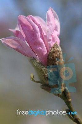 Magnolia Budding Stock Photo