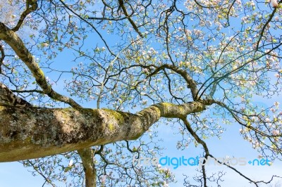 Magnolia Tree Flowering Stock Photo