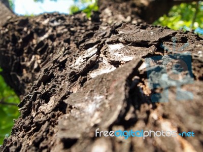 Mahogany Tree For Background Stock Photo
