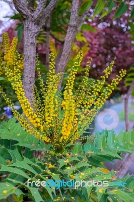Mahonia X Media Charity  Flowering In Autumn In East Grinstead Stock Photo