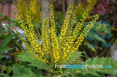 Mahonia X Media Charity  Flowering In Autumn In East Grinstead Stock Photo