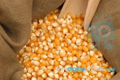 Maize Stock Photo