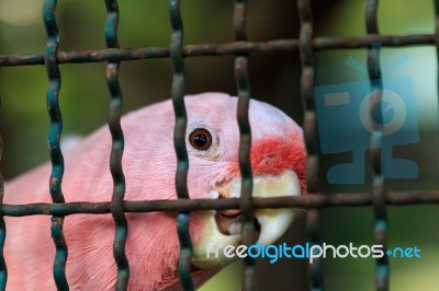 Major Mitchell Cockatoo Behind Cage Stock Photo