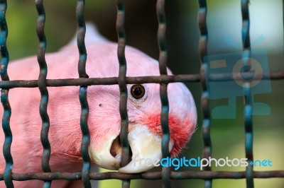 Major Mitchell Cockatoo Behind Cage Stock Photo