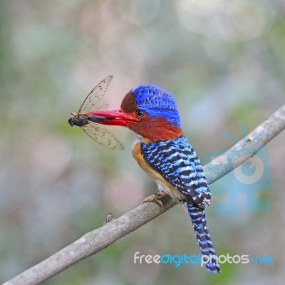 Male Banded Kingfisher Stock Photo