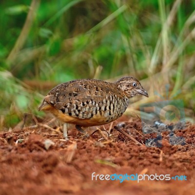 Male Barred Buttonquail Stock Photo