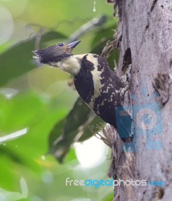 Male Black-and-buff Woodpecker Stock Photo