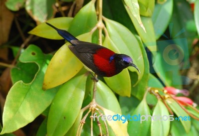 Male Black-throated Sunbird Stock Photo