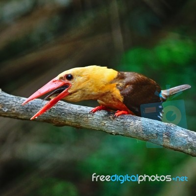 Male Brown-winged Kingfisher Stock Photo